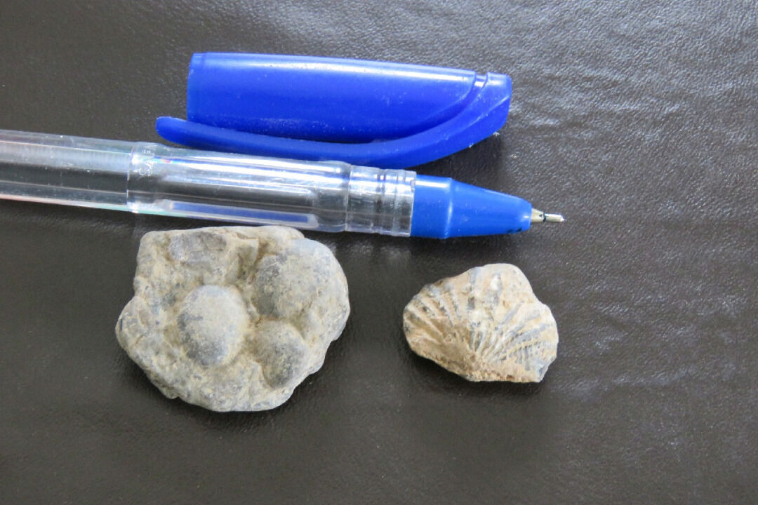 کشف یک عرصه با  فسیلهای صد میلیون ساله در خلیل آباد