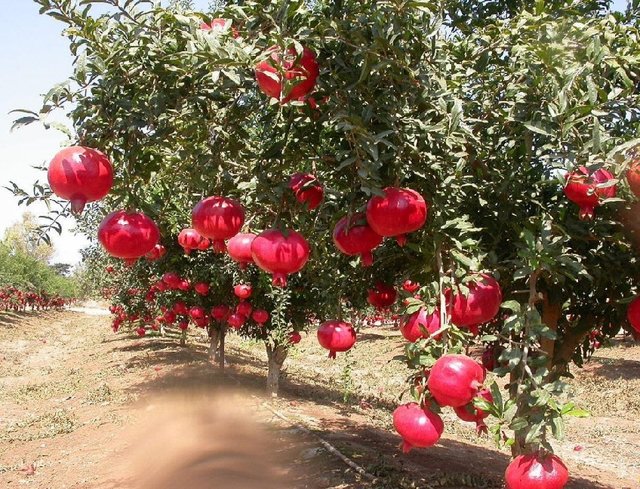 برداشت سه برابری انار در بجستان