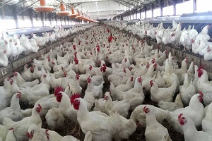 کاهش قیمت تولیدکننده محصولات مرغداری‌های صنعتی