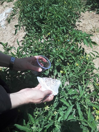 رهاسازی عوامل بیولوژیک در مزارع گوجه فرنگی استان بوشهر