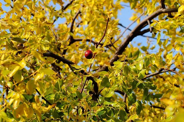 رتبه چهارم ایران در تولید عسل در جهان