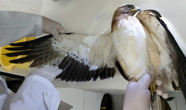 تیمار و رهاسازی چهار بهله پرنده شکاری در بوشهر