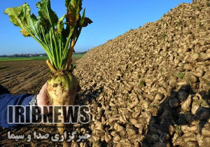 کاهش ۲۵ درصدی تولید چغندر قند امسال در مهاباد