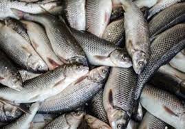 صید بیش از 200 تن ماهی در دریای خزر