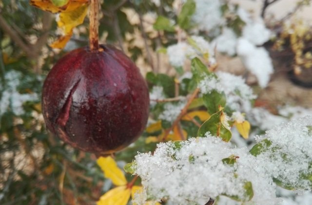 اخطاریه مهم کشاورزی اداره کل هواشناسی