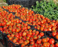 گوجه فرنگی مهر در راه بازار