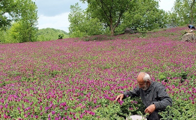 کشت گیاهان دارویی در ۳ هزار هکتار اراضی ملی