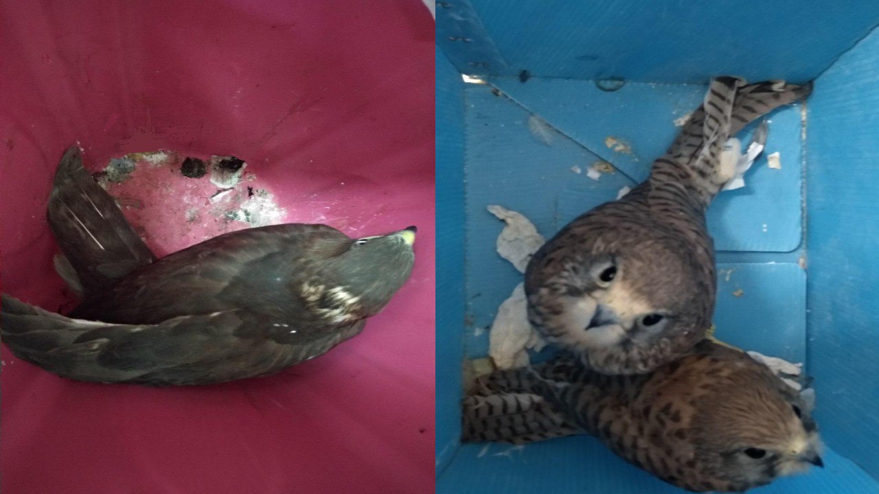 سه بهله پرنده شکاری از متخلفان در سیستان و بلوچستان کشف شد.