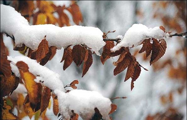 پاییز کردستان زمستانی می‌شود