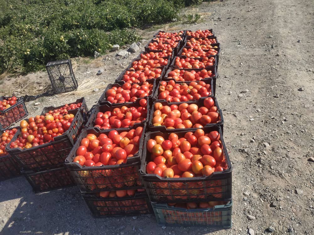 برداشت گوجه خارج از فصل در شهرستان فنوج