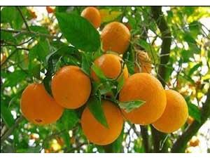تولید ۱۰۰ هزار تنی پرتقال و نارنگی در نکا