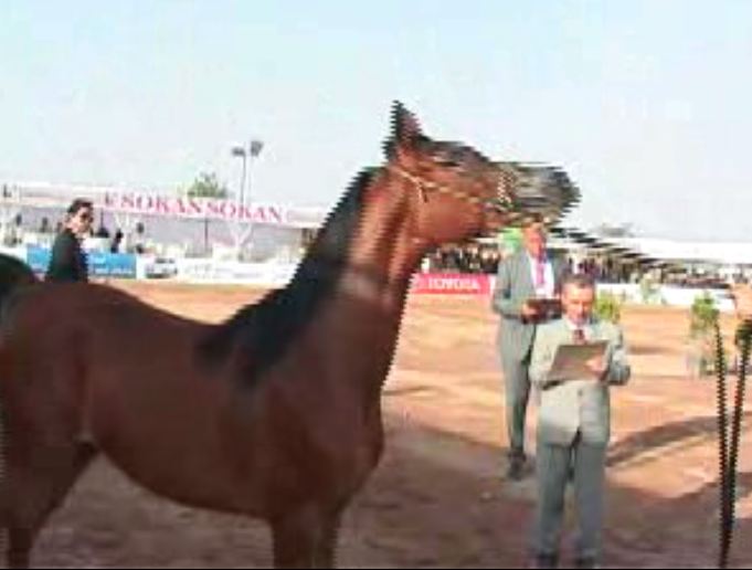 نمایش زیبایی اسب‌های اصیل ایران در یزد