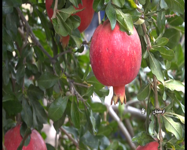 ارسنجان، دومین قطب تولیدکننده انار در استان فارس