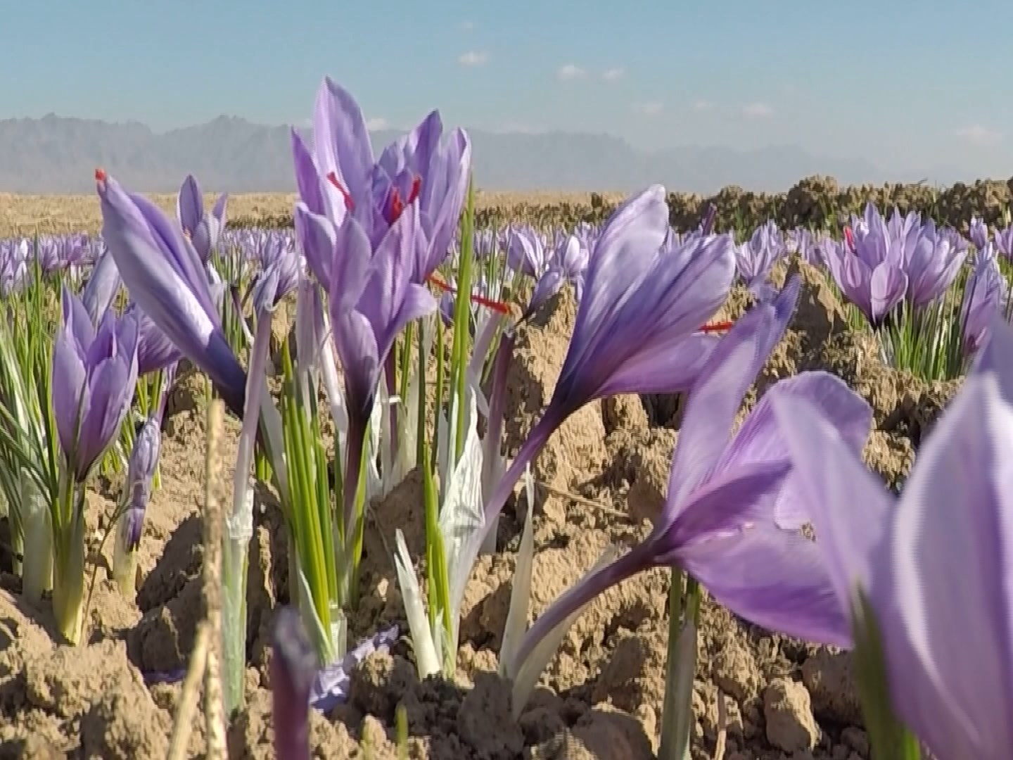 خرید حمایتی  17 تن زعفران به روش حمایتی در خراسان رضوی
