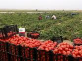 تغییر فصل برداشت، علت گرانی قیمت گوجه فرنگی