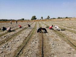 آغاز کشت پیاز در هرمزگان