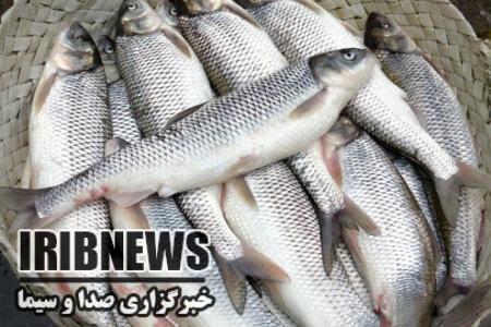 تولید سالانه ۱۰ تن ماهی در استخر پرورش ماهی خانگی در مهاباد