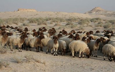 هشدار دامپزشکی شهرستان سربیشه در خصوص بیماری گری