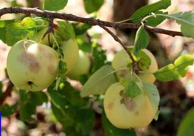 هشدار به کشاورزان و باغداران درخصوص سرمازدگی