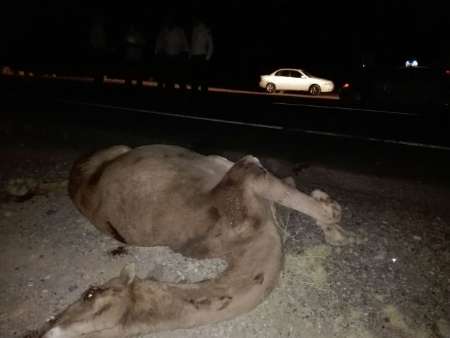 3 حادثه رانندگی در برخورد با شتر