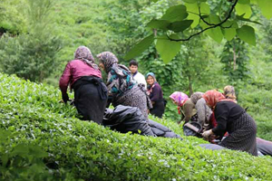 پرداخت ۸۰ درصدی مطالبات چایکاران تنکابنی