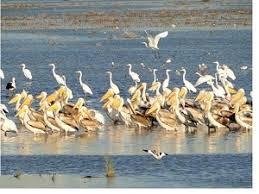 مهاجرت زودهنگام پرندگان سردسیر به خوزستان