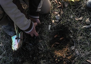 آغاز کاشت بذر در جنگل کهگیلویه وبویراحمد