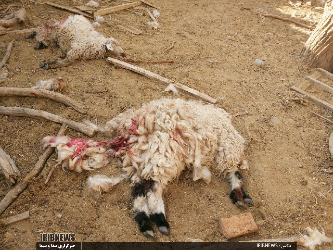 تلف شدن ۸ رأس گوسفند در درح شهرستان سربیشه