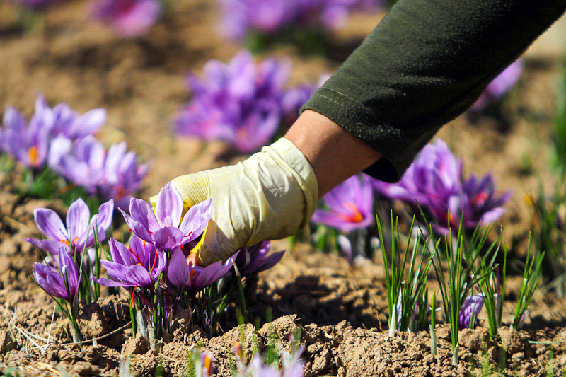 برداشت طلای سرخ در سروستان