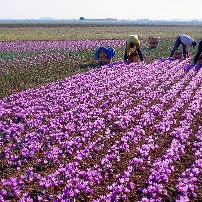 افزایش دو برابری برداشت زعفران در آباده