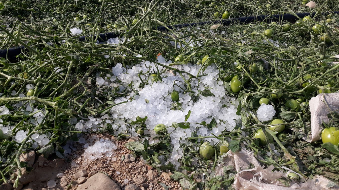 خسارت ۴۳۷ میلیارد ریالی تگرک به کشاورزان استان بوشهر