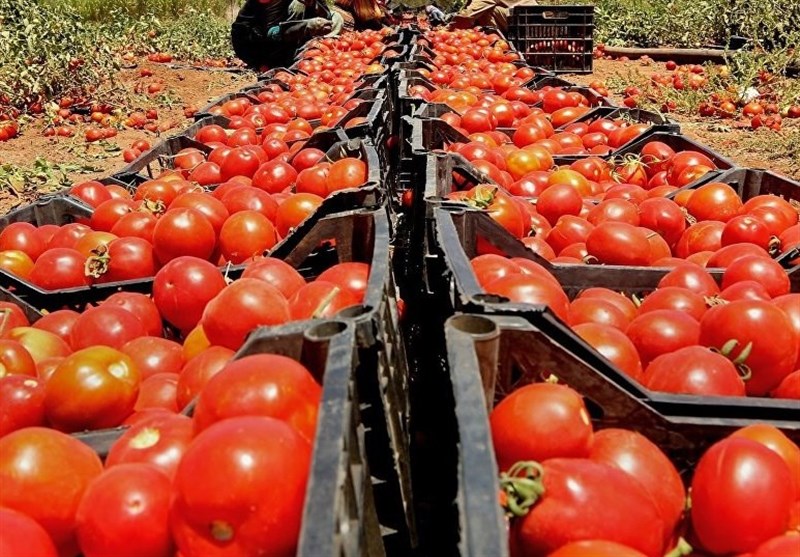 طرح عرضه مستقیم گوجه فرنگی از مزرعه در شیراز