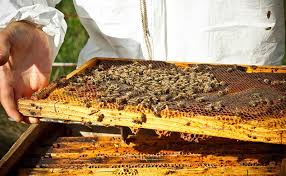 تولید 154 تن عسل از گیاهان دارویی در کاشمر