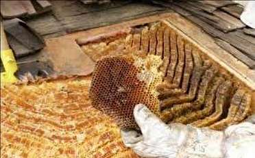 برداشت 21هزارتن عسل در آذربایجان غربی