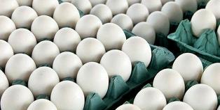 تولید هزار تن تخم مرغ در نور