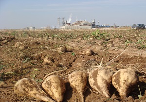 برداشت بیش از ۱۱ هزار تن چغندر قند در شهرستان البرز
