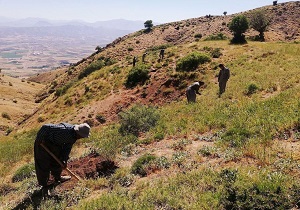 ۲۰ هکتار جنگل در روستای وله ژیر مریوان غنی‌سازی شد