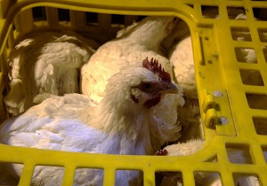 توقیف ۳۰ میلیون تومان مرغ زنده بدون مجوز