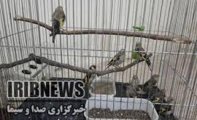 دستگیری پنج شکارچی متخلف در مهاباد