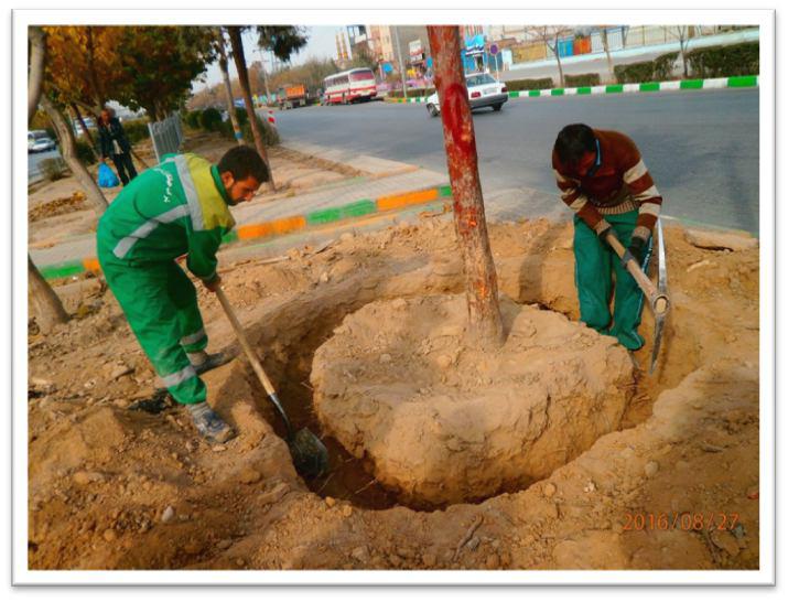 کاشت درختان روتبال از ابتدای دی ماه در سطح مشهد