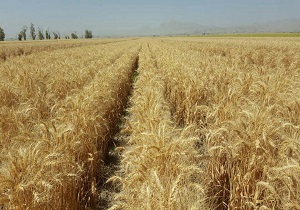فعالیت ۵ ایستگاه تحقیقاتی در بخش کشاورزی استان قزوین