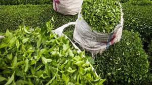 پرداخت تسهیلات برای رونق صنعت چای