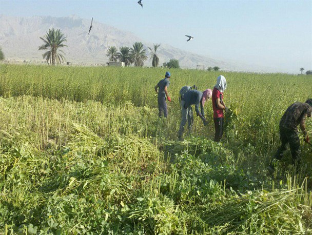 برداشت ۲۴۰۰ تن کنجد از مزارع استان بوشهر