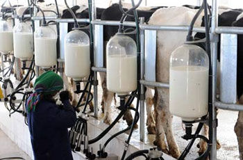 تولید هزار و ۶۰۰ تن شیرخام در فارس
