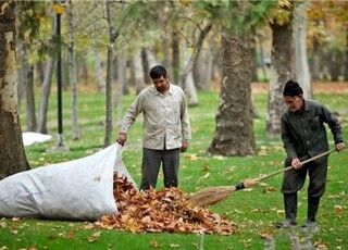 برگ؛ ثروتی که بروی زمین افتاده