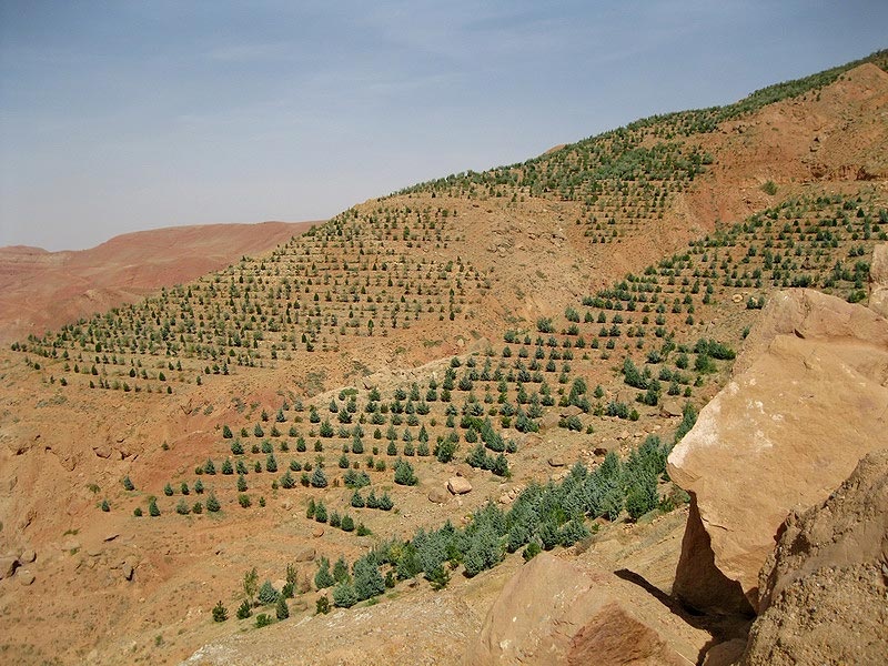 طرح توسعه جنگل در زنجان