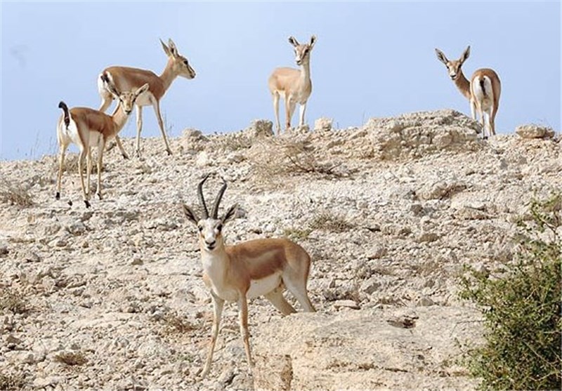 اجرای طرح سرشماری پاییزه پستانداران شاخص در ایلام