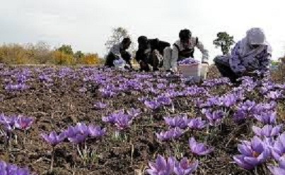 خسارت 100 میلیارد ریالی سرما به مزارع زعفران گناباد