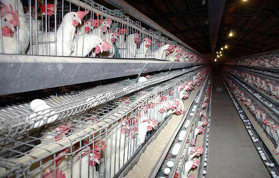 ارزآوری ۶۳۶ هزار دلاری صادرات تخم مرغ برای خراسان جنوبی