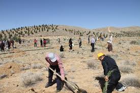 اجرای طرح ملی درختکاری مشارکتی در فارس